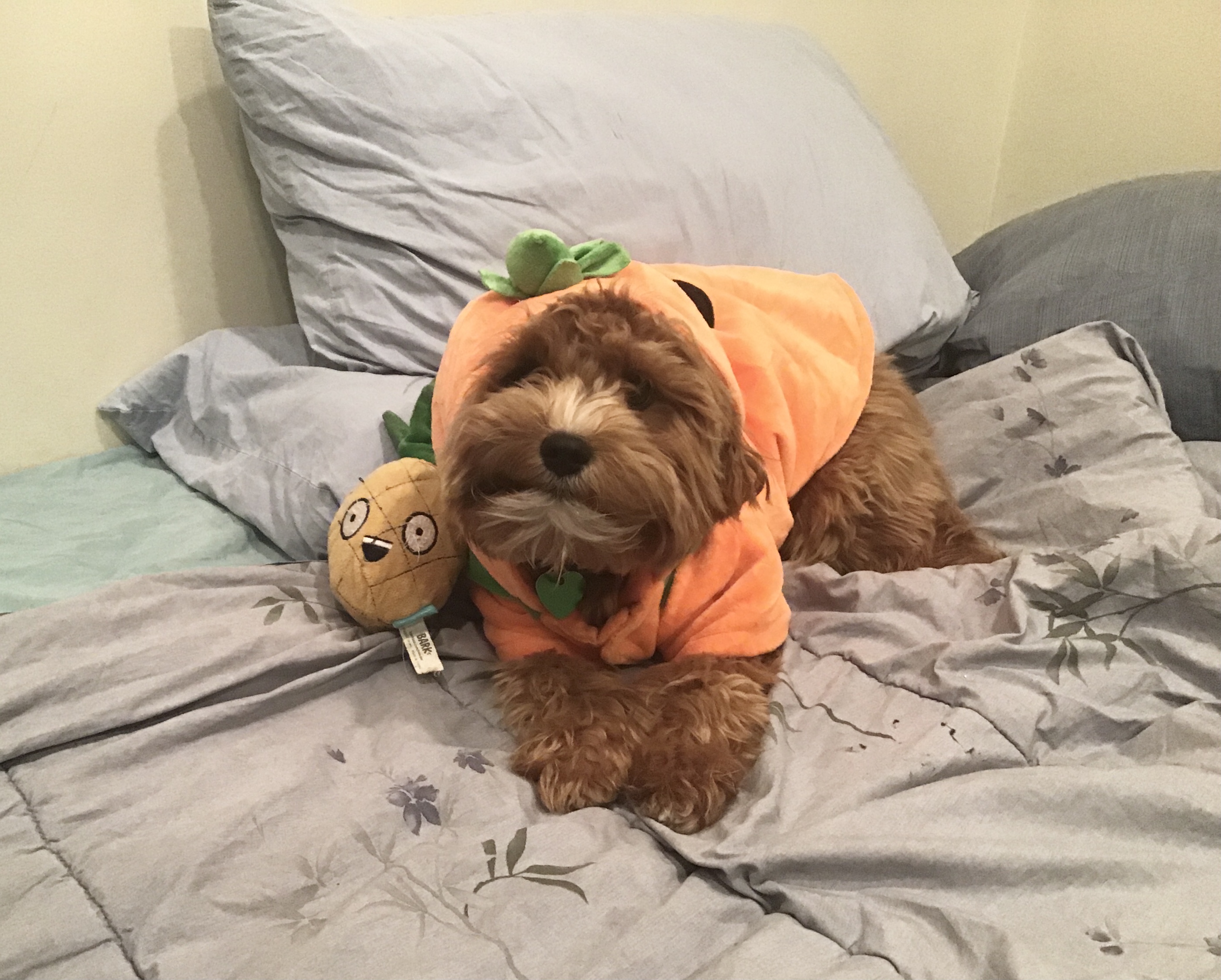 Puppers